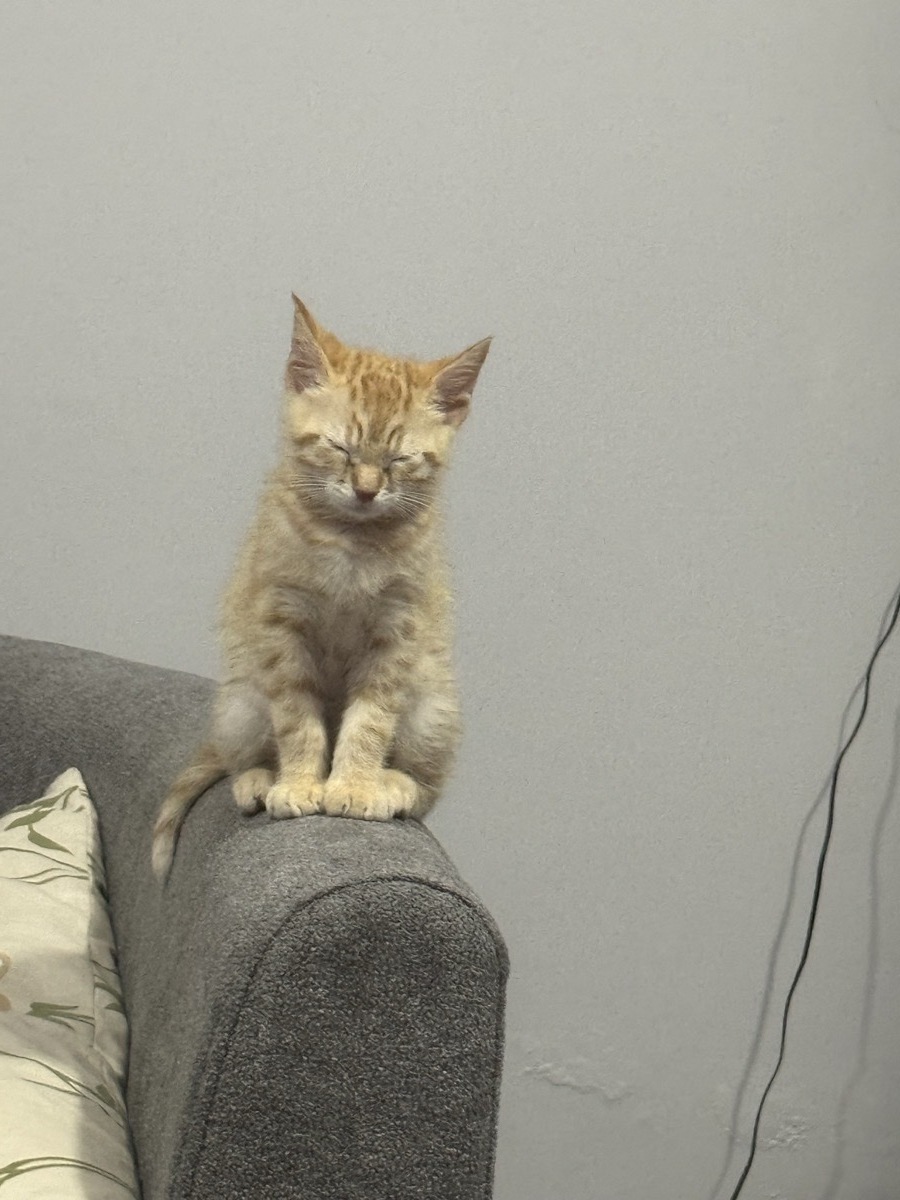 Simba the cat
